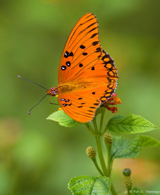 Gulf Fritillary