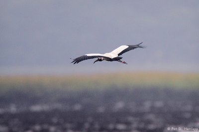 Wood Stork