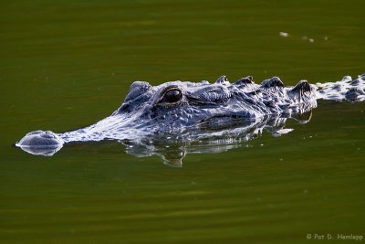Mother alligator
