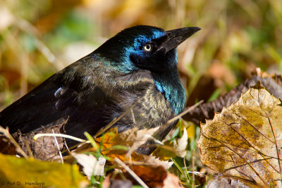 Common Grackle