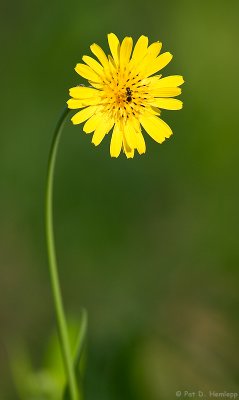 Yellow on green