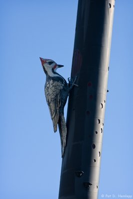 Woodpecker