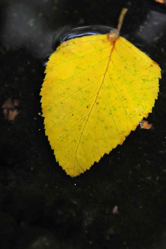 River Birch leaf 2297