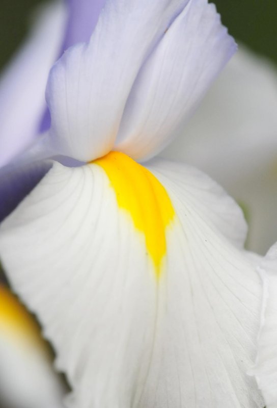 Dutch Iris 1033