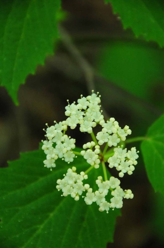 Maple-leaf viburnum 1282
