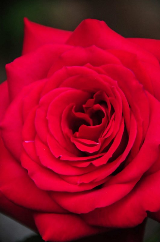 Gerry's rose 1417