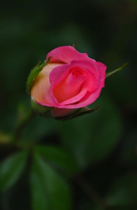 Gerry's rose 1420