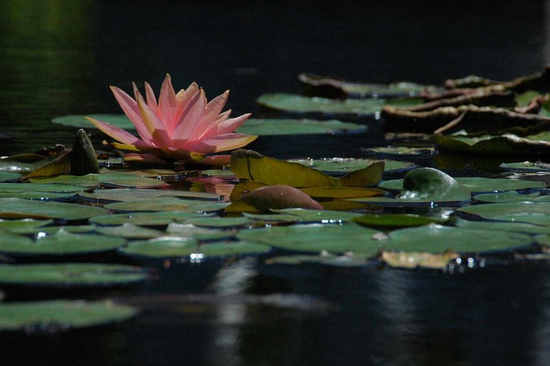 Water lily 1517