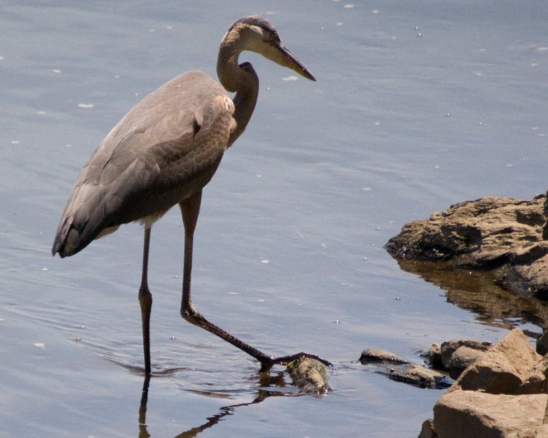 walk like a heron