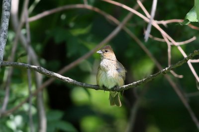 Indigo Bunting