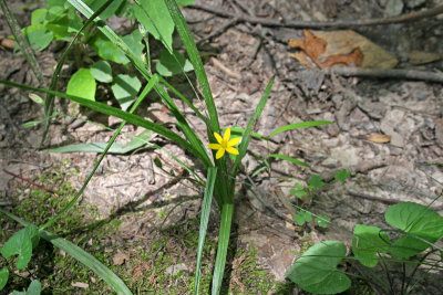 Yellow Star Grass