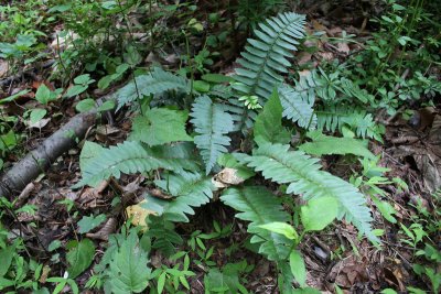 Christmas Fern