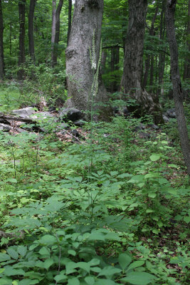 Black Cohosh (Bugbane)