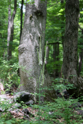 Black Cohosh (Bugbane)