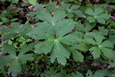 Wild Geranium