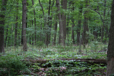 Black Cohosh (Bugbane)