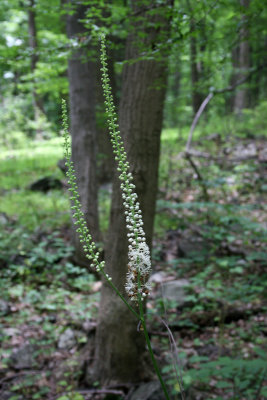 Black Cohosh (Bugbane)