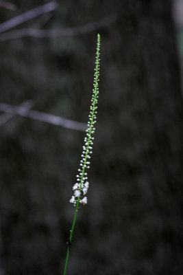 Black Cohosh (Bugbane)