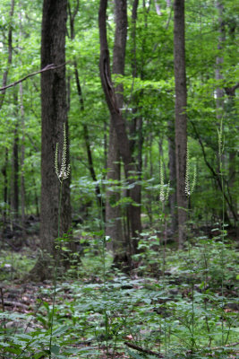 Black Cohosh (Bugbane)