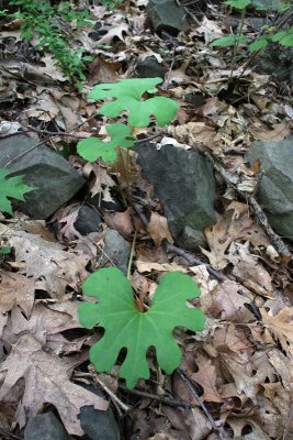 Bloodroot