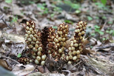 Squawroot