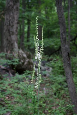 Black Cohosh (Bugbane)