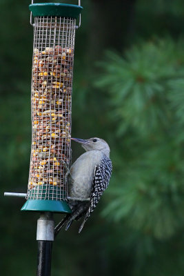 Red-bellied Woodpecker