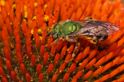 Metallic Green Bee