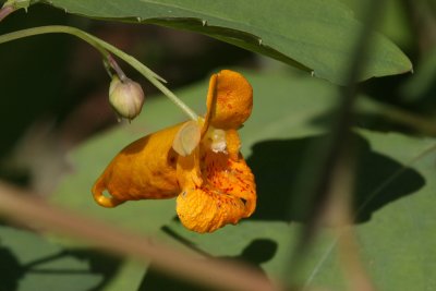 Spotted Jewelweed