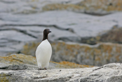 Common Murre