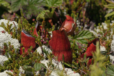 Northern Pitcher Plant