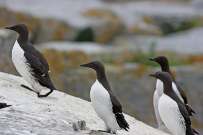 March of the Murres