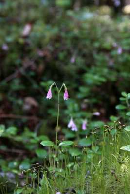 Twinflower