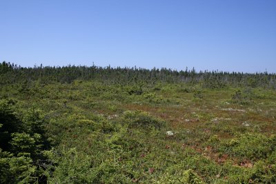 Ancient bog at Quoddy Head