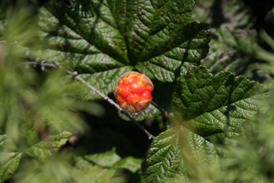 Baked Apple Berry