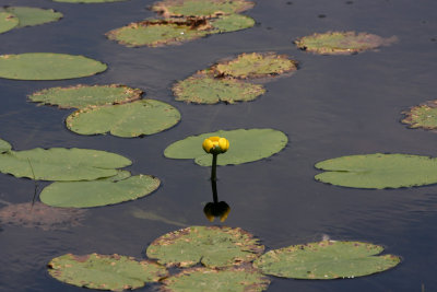 Spatterdock