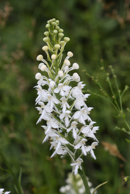 White-fringed Orchis