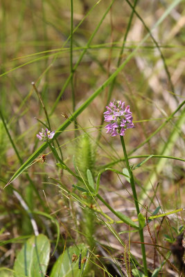 Short-leaved Milkwort