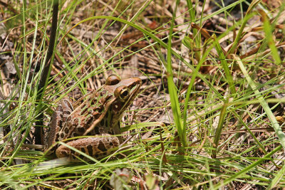 Southern Leopard Frog