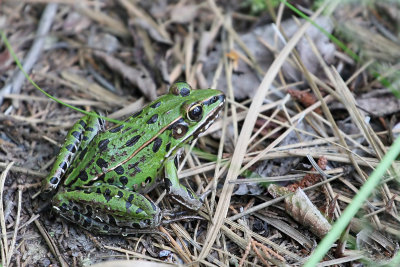 Southern Leopard Frog