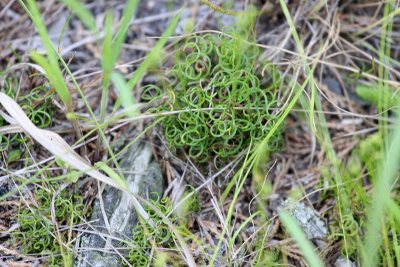 Curly Grass Fern