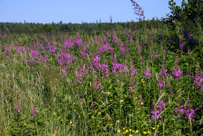 7.16.08-West Quoddy Head