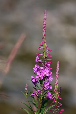Fireweed