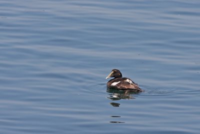 1.IMG_0050.JPG
