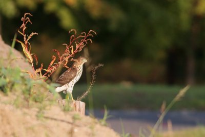 Cooper's Hawk