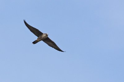 Peregrine Falcon