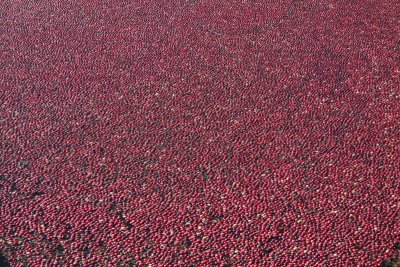 CRANBERRIES!