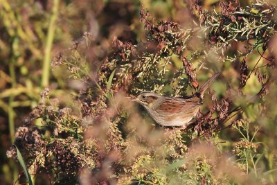 Swamp Sparrow