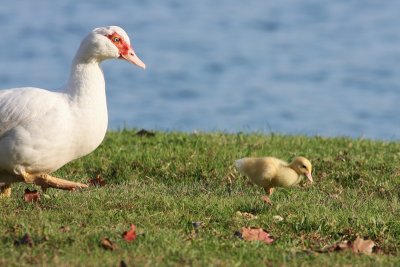 Domestic Muscovy and chick