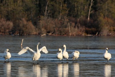 Tundra Swans